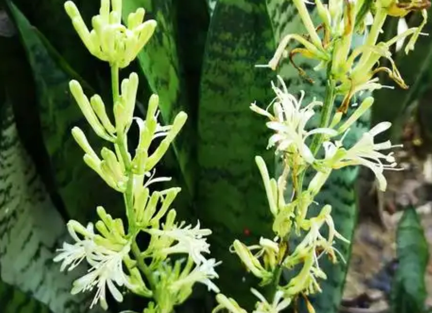 虎尾蘭開花後護理