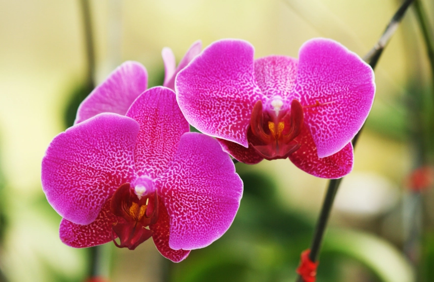 蝴蝶蘭復花方法