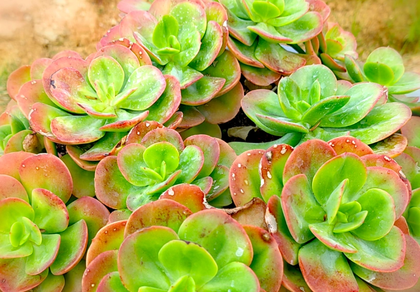 多肉植物種植技巧