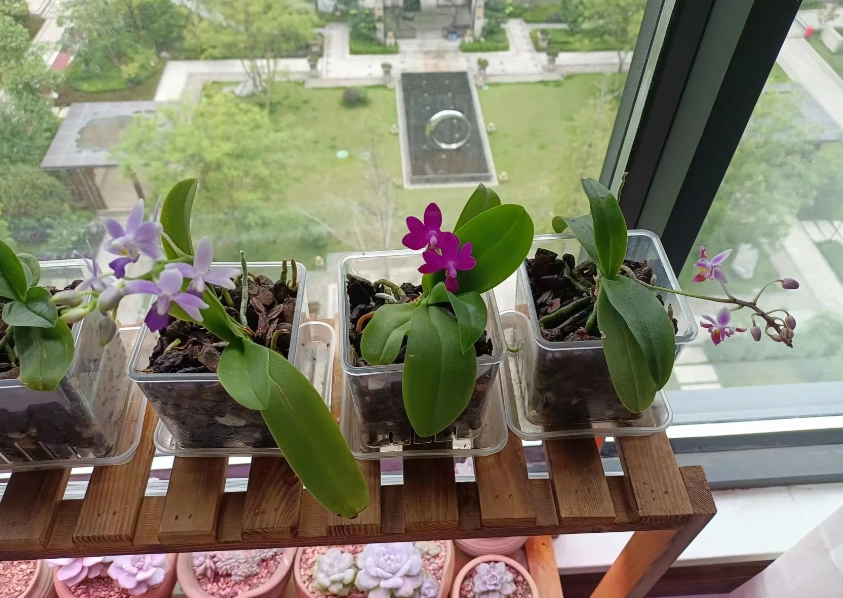 蘭花養護技巧 蘭花養護技巧