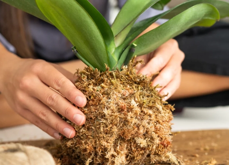 蘭花介質配方 蘭花介質配方