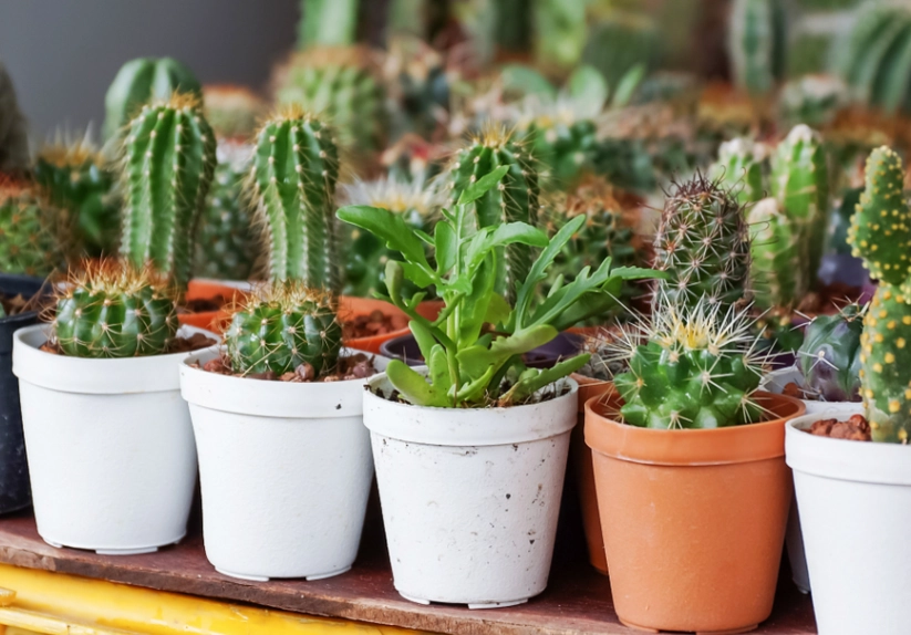 仙人掌種植優點