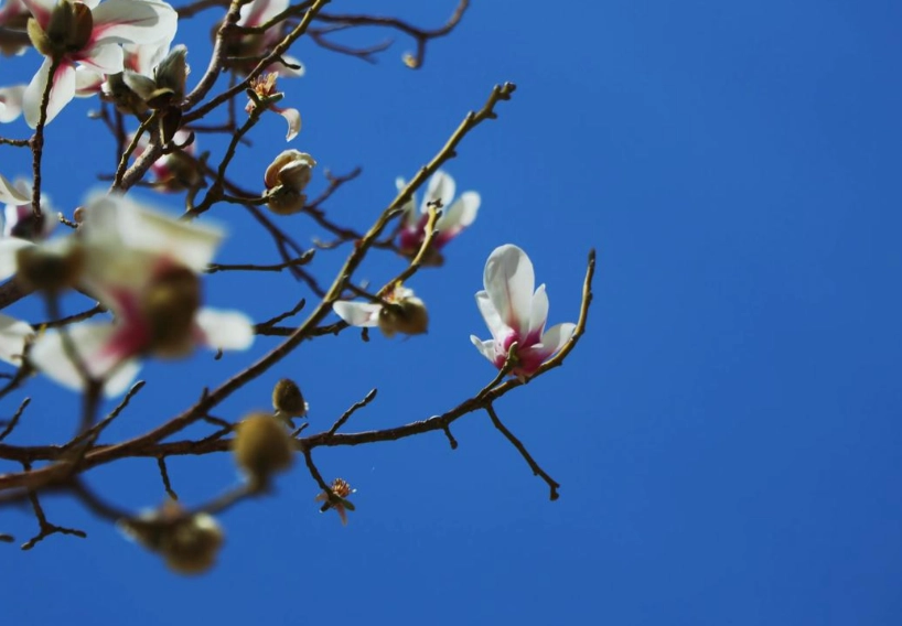 玉蘭花保鮮技巧