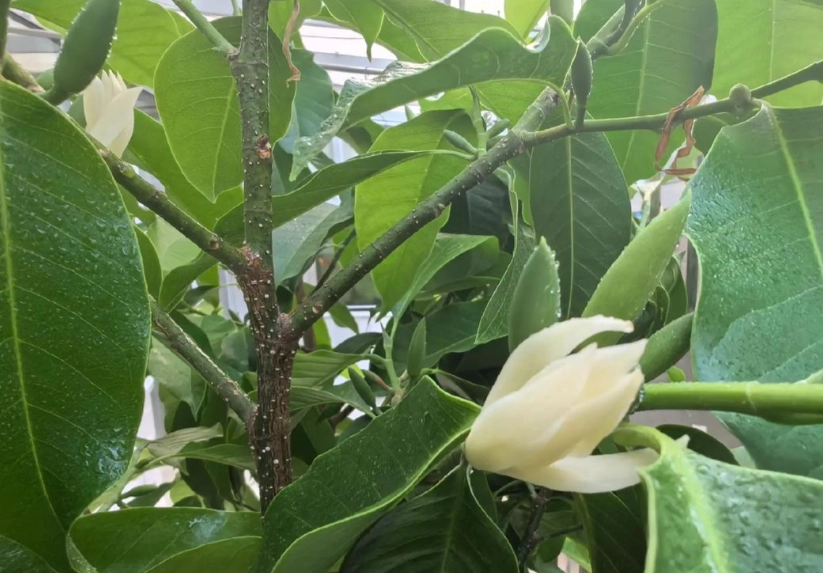 貓 植物中毒 貓 植物中毒