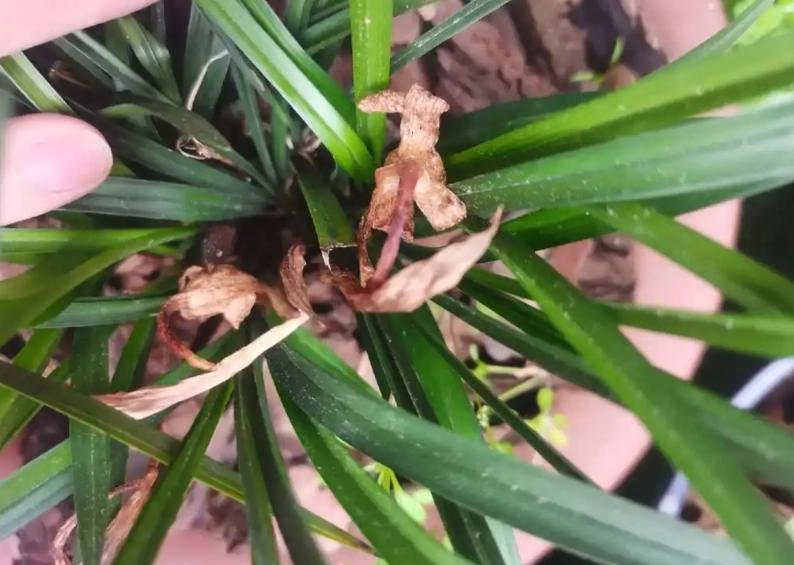 延長蘭花花期 延長蘭花花期