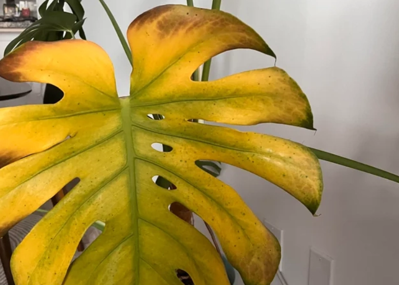 植物葉片變黃處理