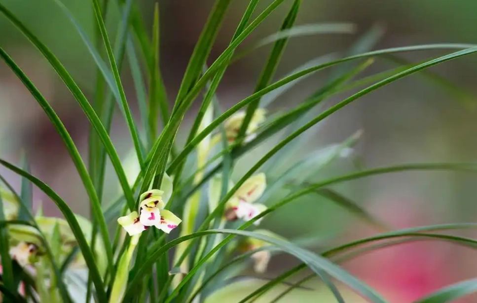 蘭花開花後處理