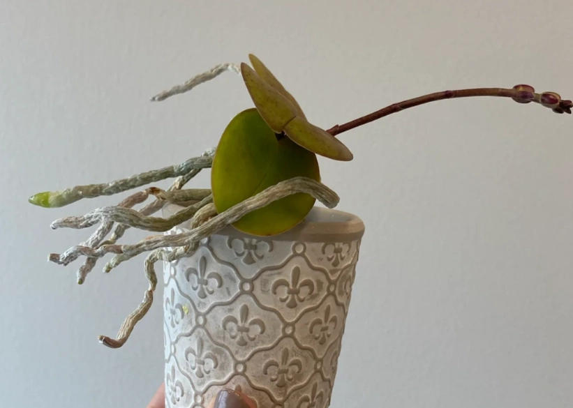 蝴蝶蘭氣根照顧 蝴蝶蘭氣根照顧