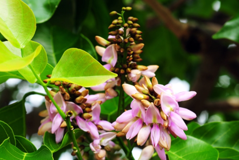 水黃皮使用指南 水黃皮使用指南