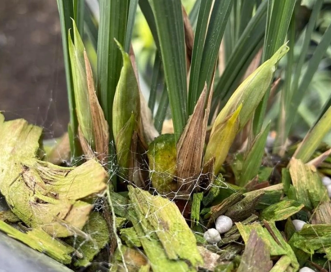 蘭花花苞枯萎原因 蘭花花苞枯萎原因