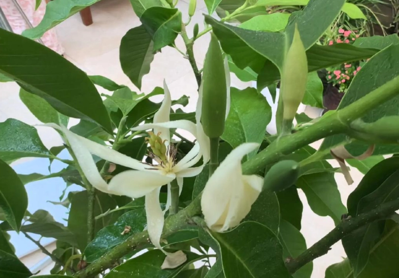 白蘭花 對貓 危害 白蘭花 對貓 危害