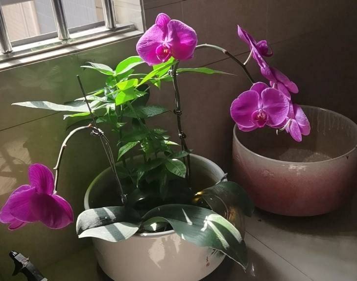 蘭花放室內注意事項 蘭花放室內注意事項