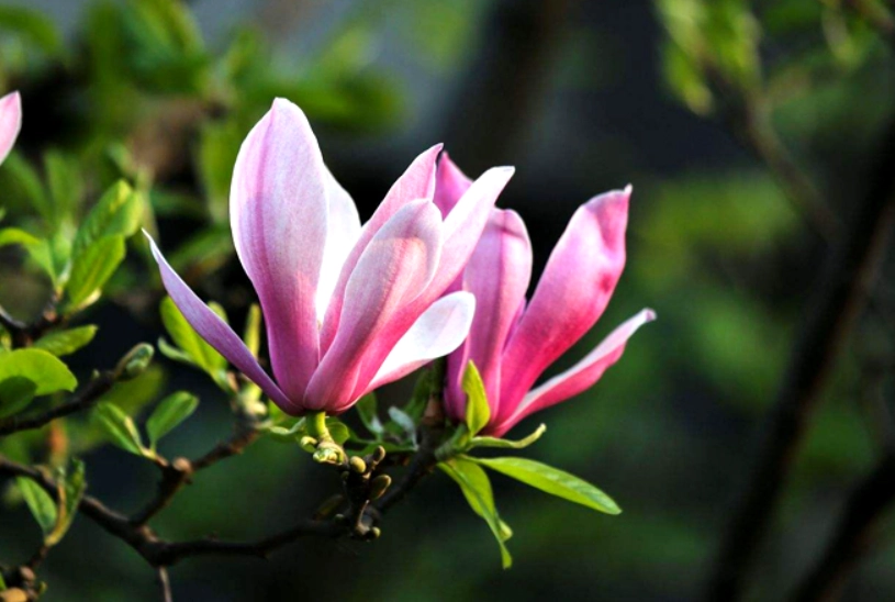 玉蘭花開花時間 玉蘭花開花時間