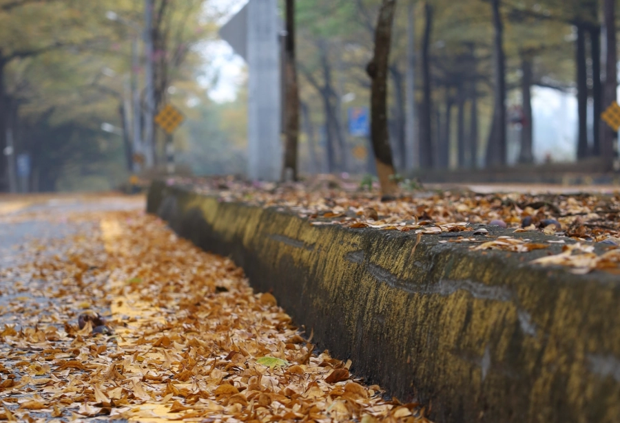 落葉期養護方法
