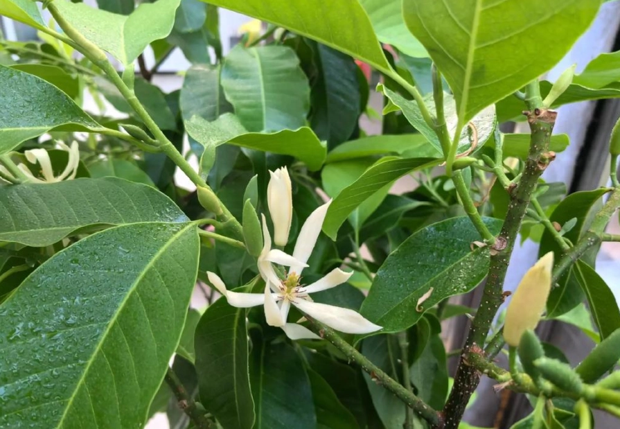白蘭花 貓 有毒 白蘭花 貓 有毒