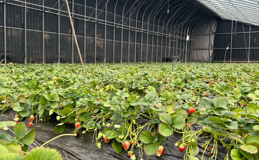 大湖採草莓攻略