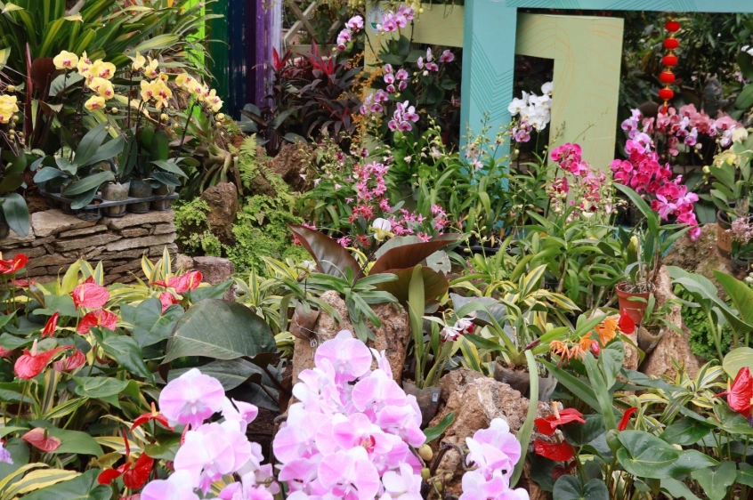 蘭花介質選擇 蘭花介質選擇