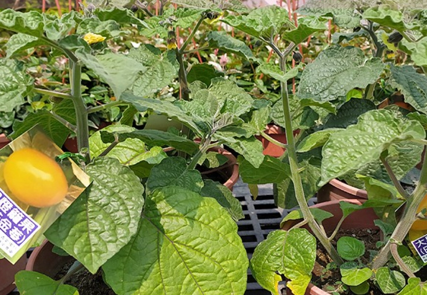 燈籠果栽培技巧