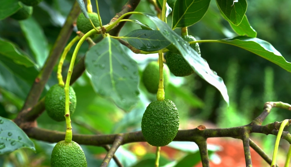酪梨適合種植的氣候