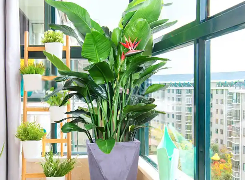 天堂鳥日照需求 天堂鳥日照需求