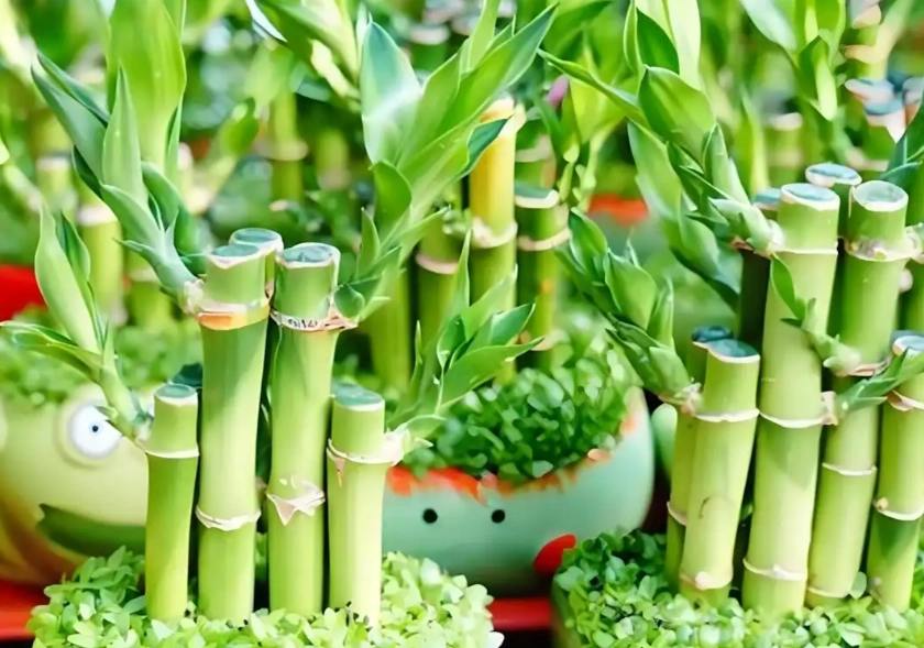 富貴竹葉子變黃