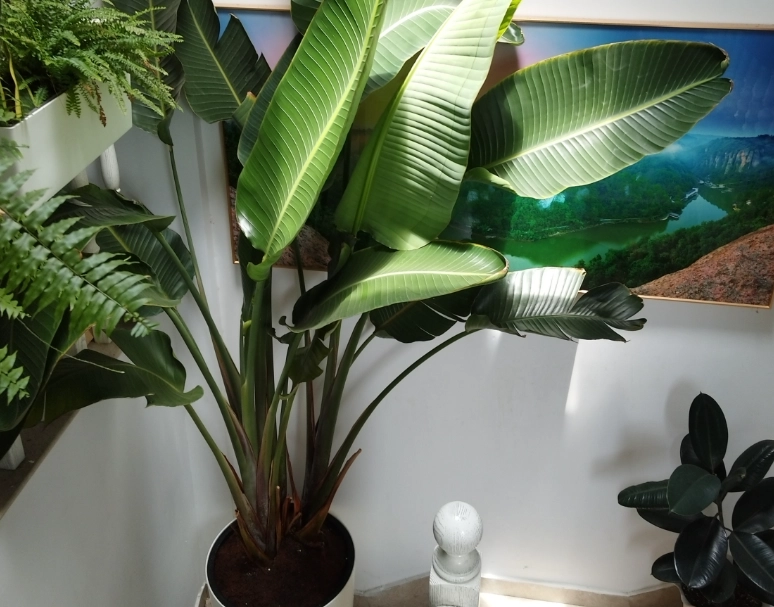 天堂鳥種植光照