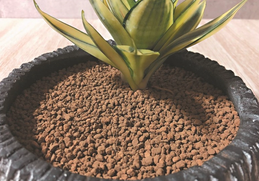 虎尾蘭土壤選擇