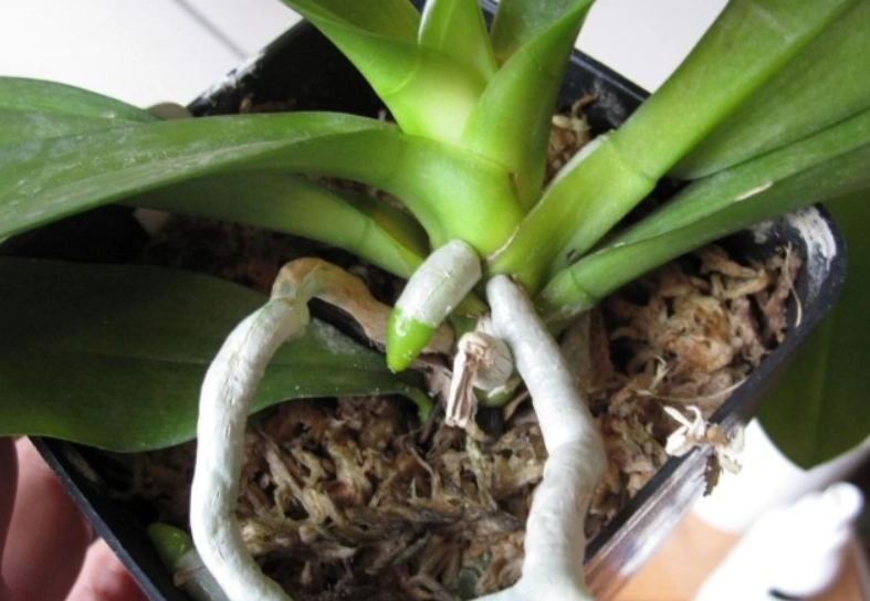 蝴蝶蘭氣根修剪 蝴蝶蘭氣根修剪