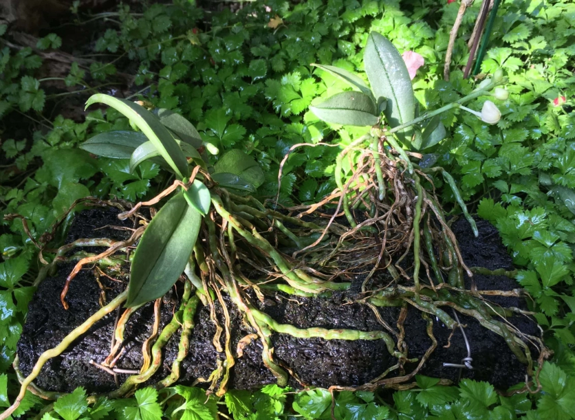 氣根繁殖方法 氣根繁殖方法