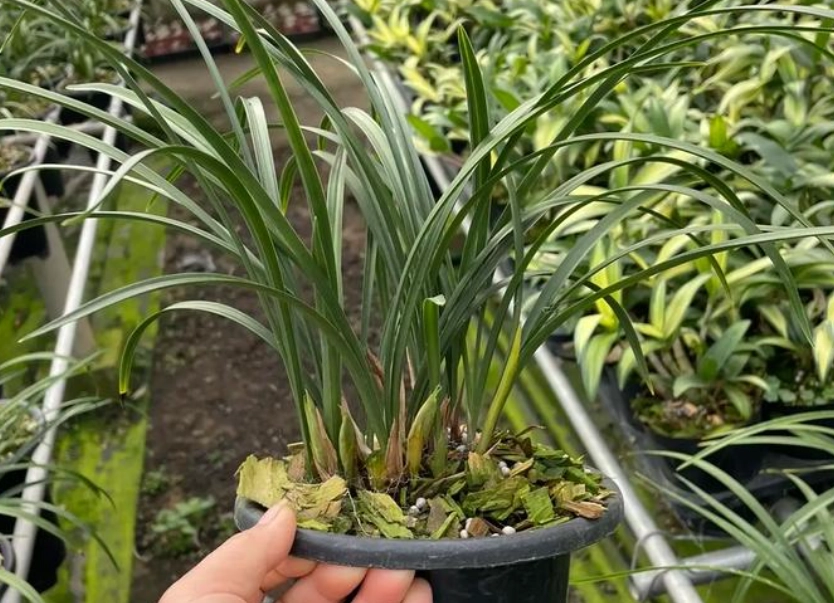 蘭花花苞枯萎原因 蘭花花苞枯萎原因