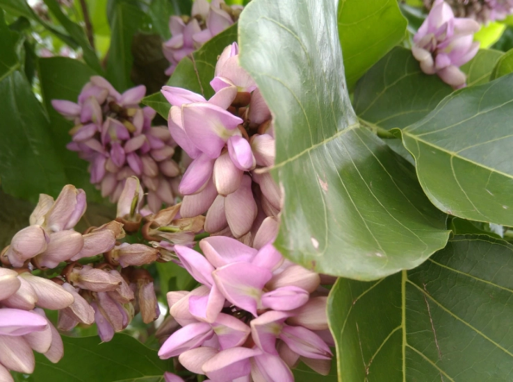 水黃皮健康益處 水黃皮健康益處