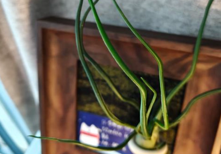 空氣鳳梨章魚 養護