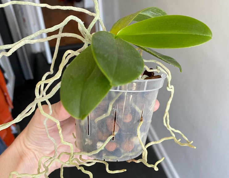 蘭花健康指標 蘭花健康指標