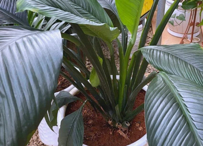 綠巨人植物照顧 綠巨人植物照顧