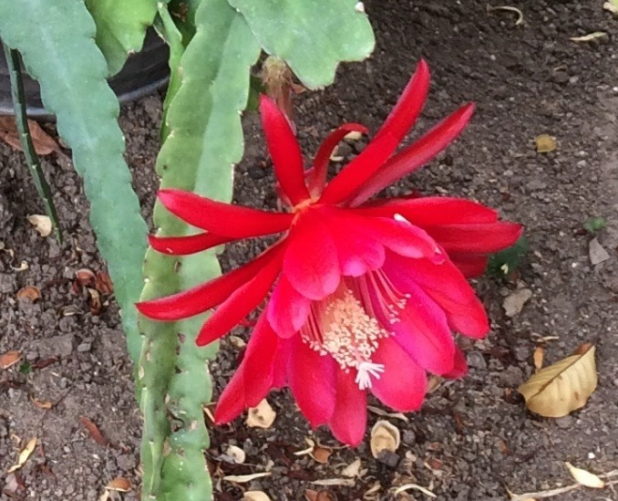 蘭花仙人掌 種植