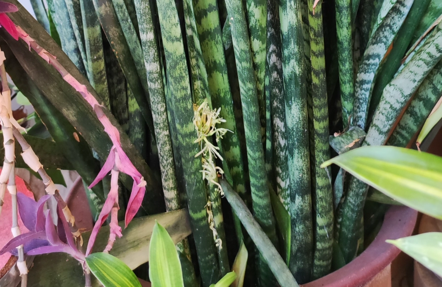 虎尾蘭開花後處理