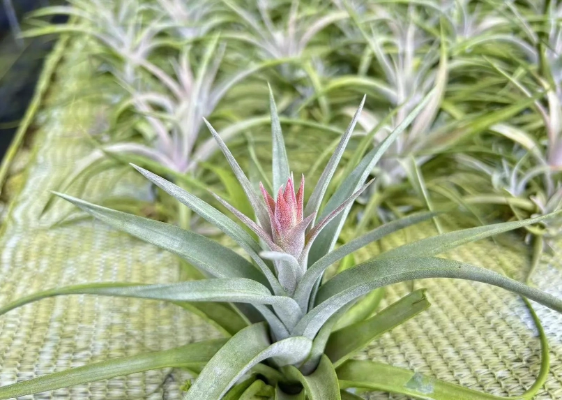 空氣鳳梨養護 空氣鳳梨養護