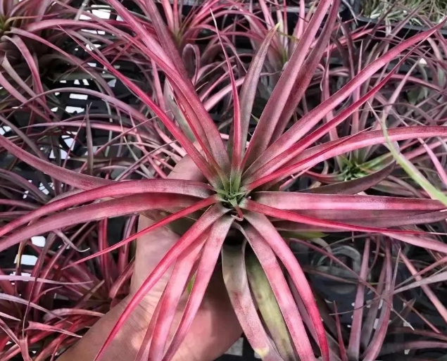 空氣鳳梨養護 空氣鳳梨養護