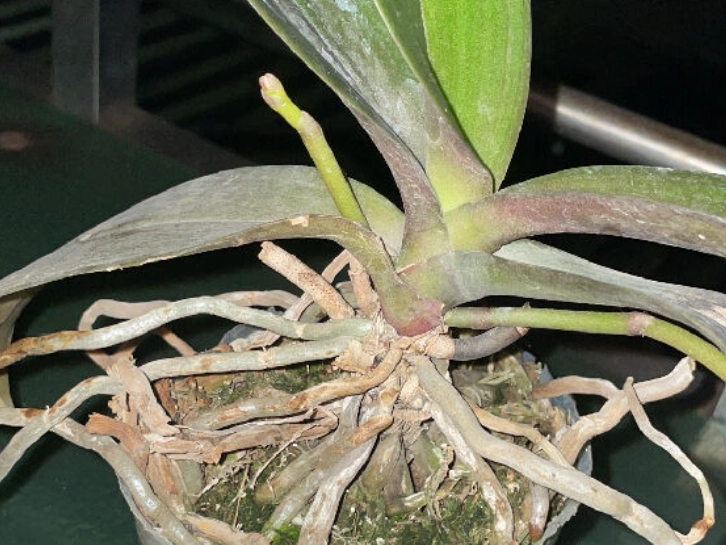 蘭花養殖技巧 蘭花養殖技巧