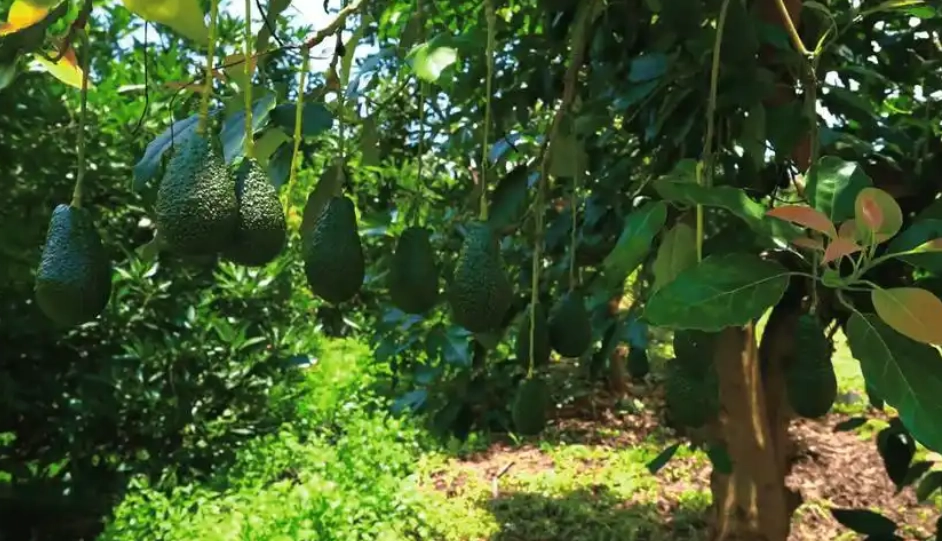 酪梨種植氣候條件