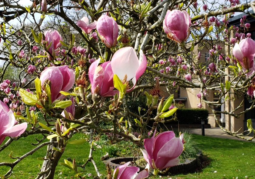 玉蘭花開花時間 玉蘭花開花時間