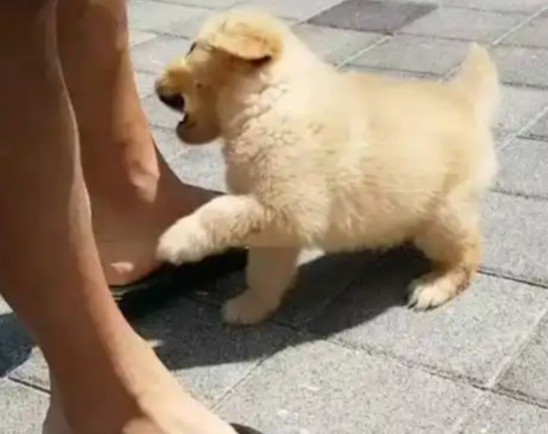 夢境心理學 夢境心理學