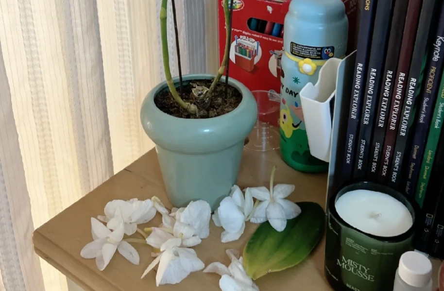 蝴蝶蘭掉花處理