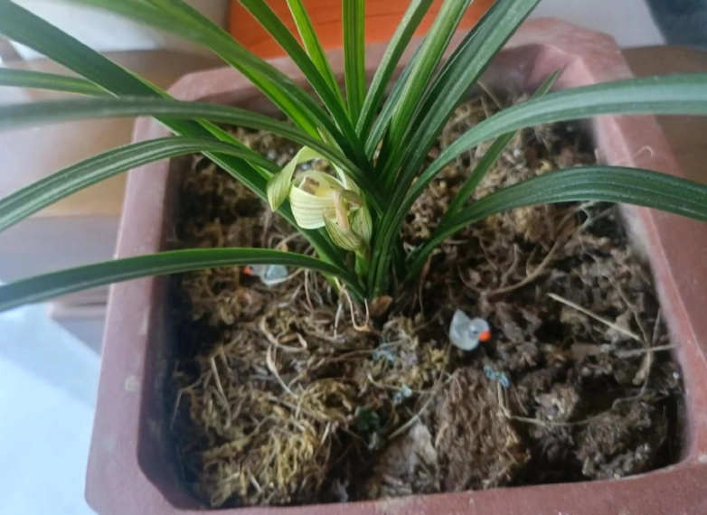 蘭花培養土 蘭花培養土