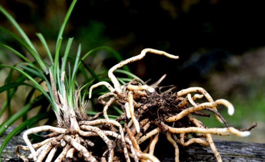 蘭花根部修剪技巧