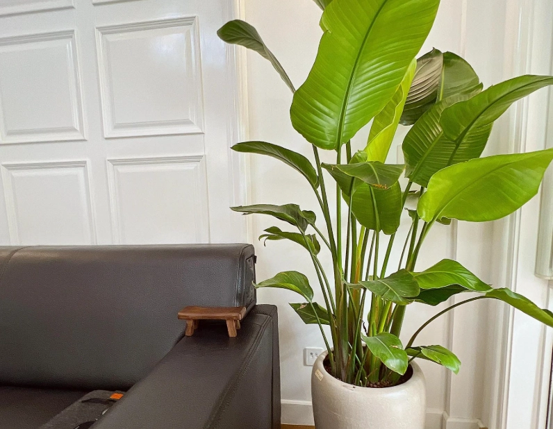 天堂鳥種植光照 天堂鳥種植光照