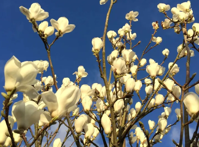 玉蘭花種子如何發芽 玉蘭花種子如何發芽