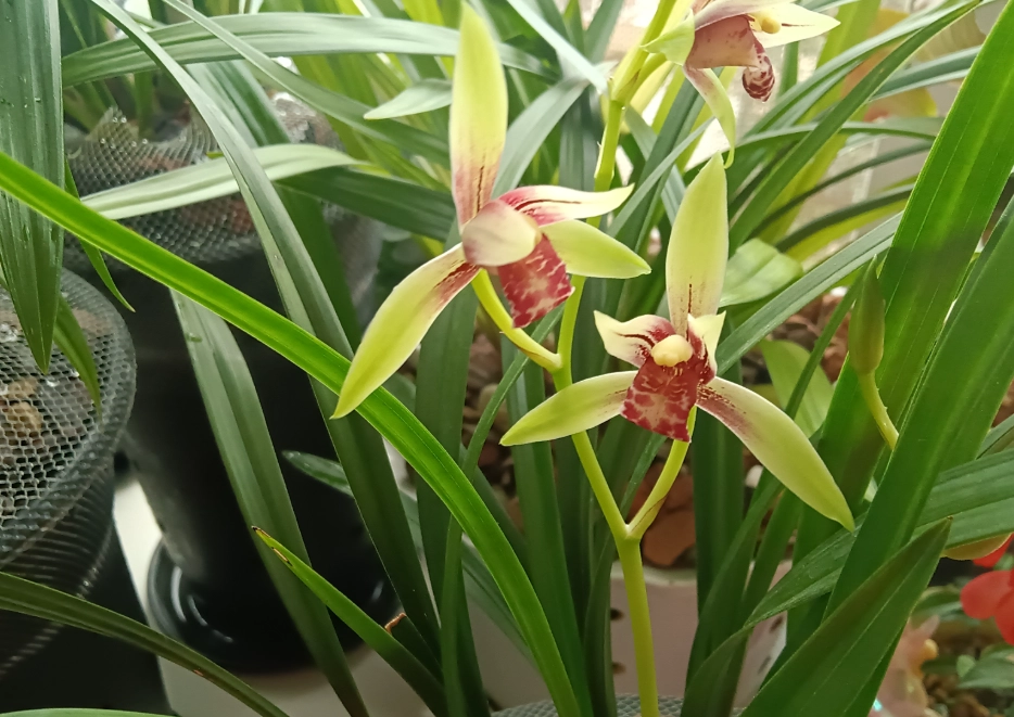 室內蘭花品種 室內蘭花品種