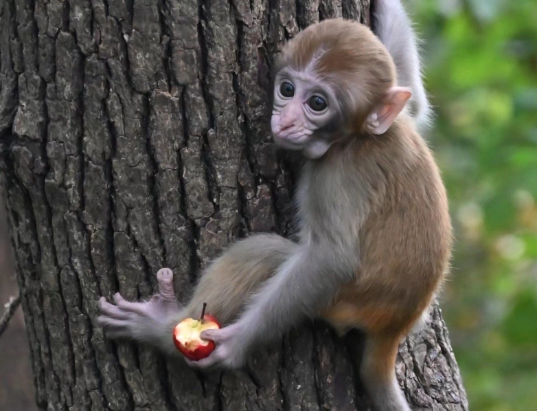 猴子夢境心理學 猴子夢境心理學