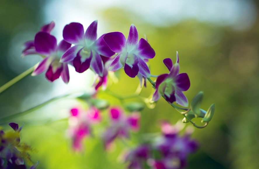 蘭花種類 蘭花種類